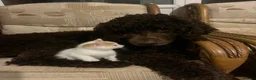 Mixed Breed cats for sale: Male ginger and white kitten - Advert 13