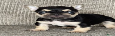French Bulldog 7