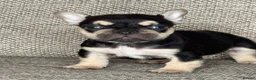 French Bulldog dogs for sale: Unique French bulldog pups 6 weeks old  - Advert 12