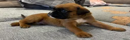 Boxer dogs for sale: Beautiful, KC registerd boxer puppies for sale - Advert 19