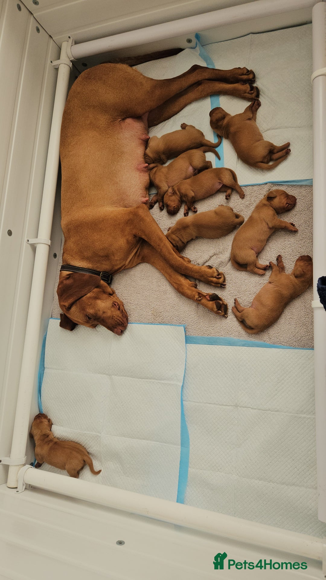 Hungarian Vizsla dogs for sale: Hungarian vizsla puppies  - Image 11