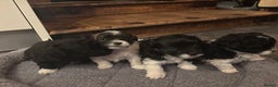 Mixed Breed dogs for sale: Adorable Bolonoodle Puppies - Advert 3