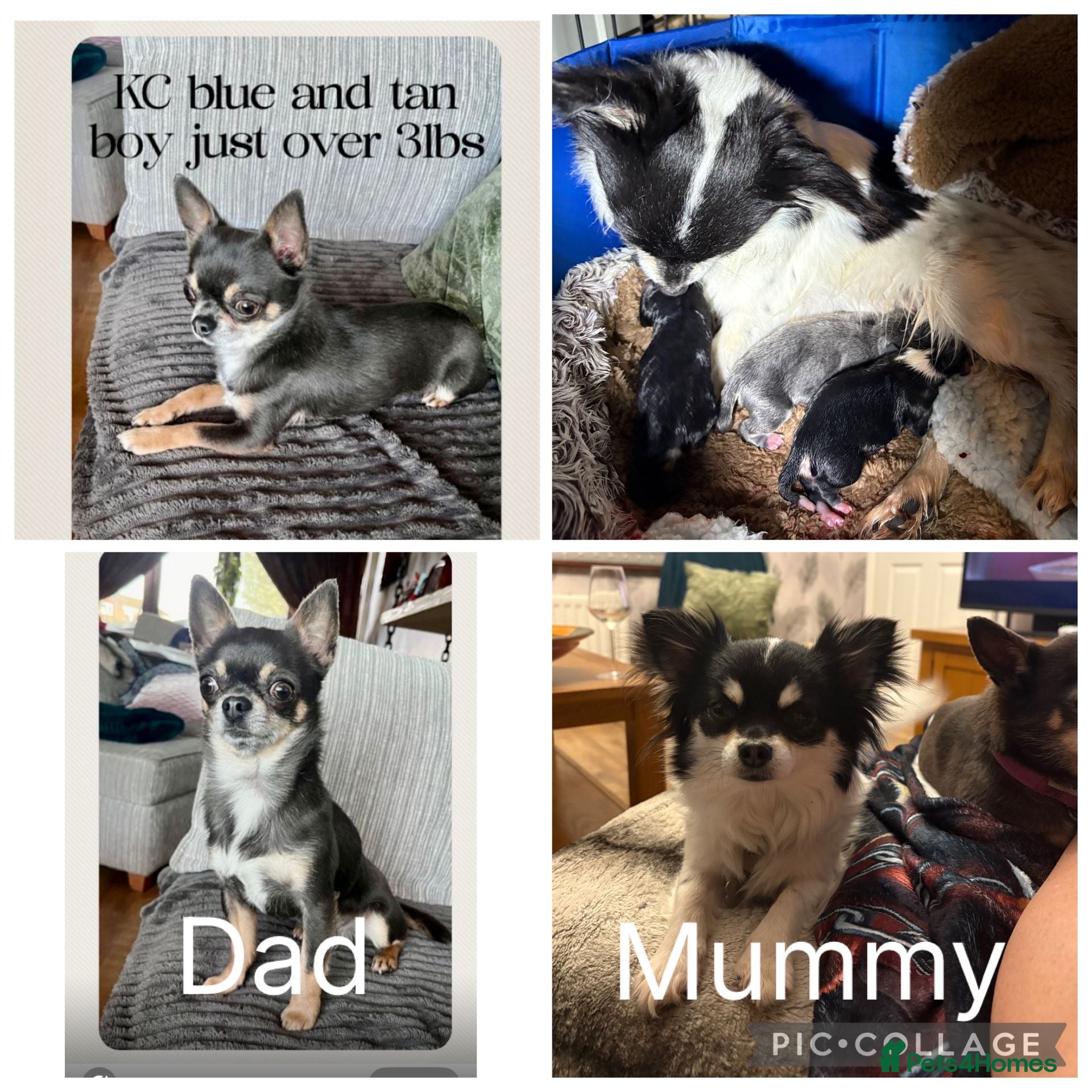 Chihuahua dogs for sale: Stunning Chihuahua Babies - Advert 1