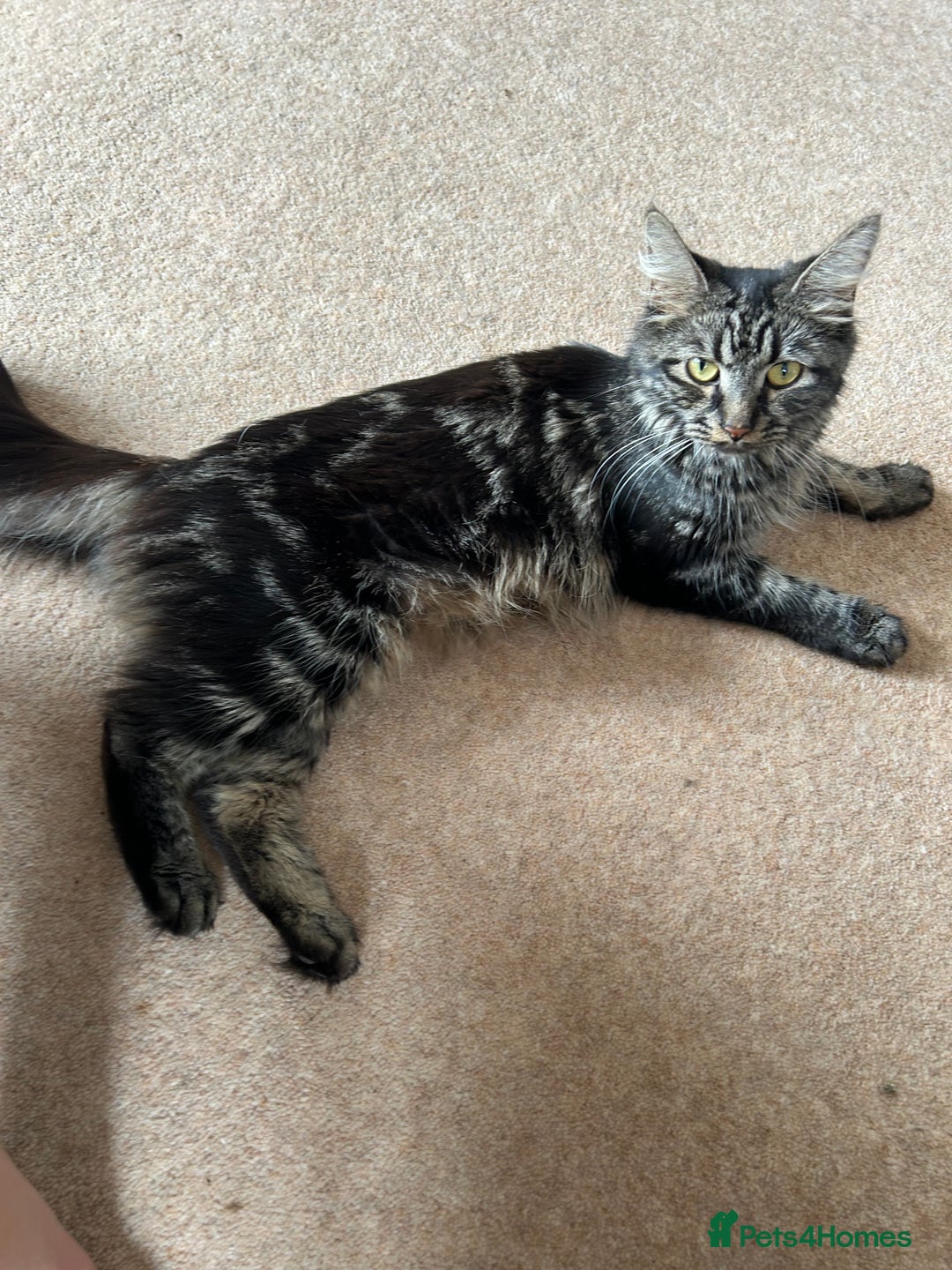 Norwegian Forest Cat cats for sale: Norwegian forest x kittens - Image 5