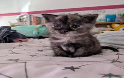 Domestic Shorthair cats for sale: Gorgeous male and female kittens for sale. - Image 1
