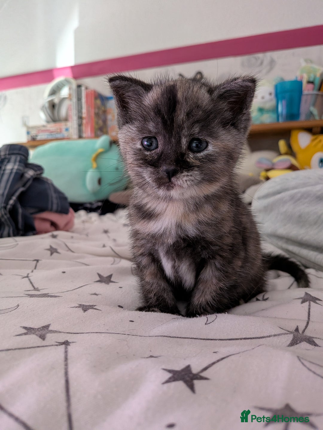 Domestic Shorthair cats for sale: Gorgeous male and female kittens for sale. - Image 1