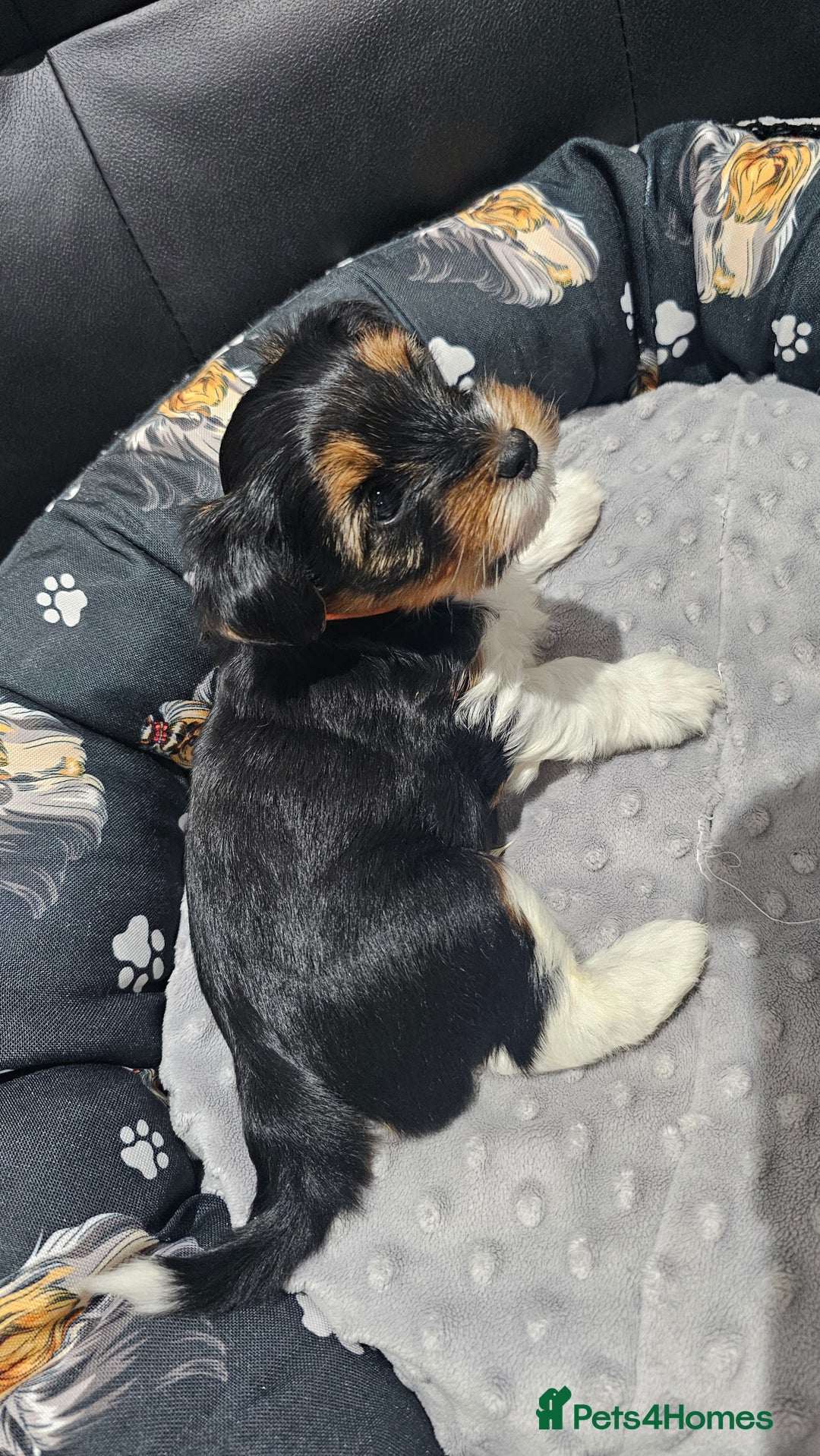 Yorkshire Terrier dogs for sale: 2 boys and 2 girls yorkshire terrier  - Advert 9