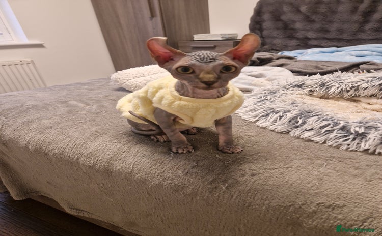Sphynx cats - Advert 1