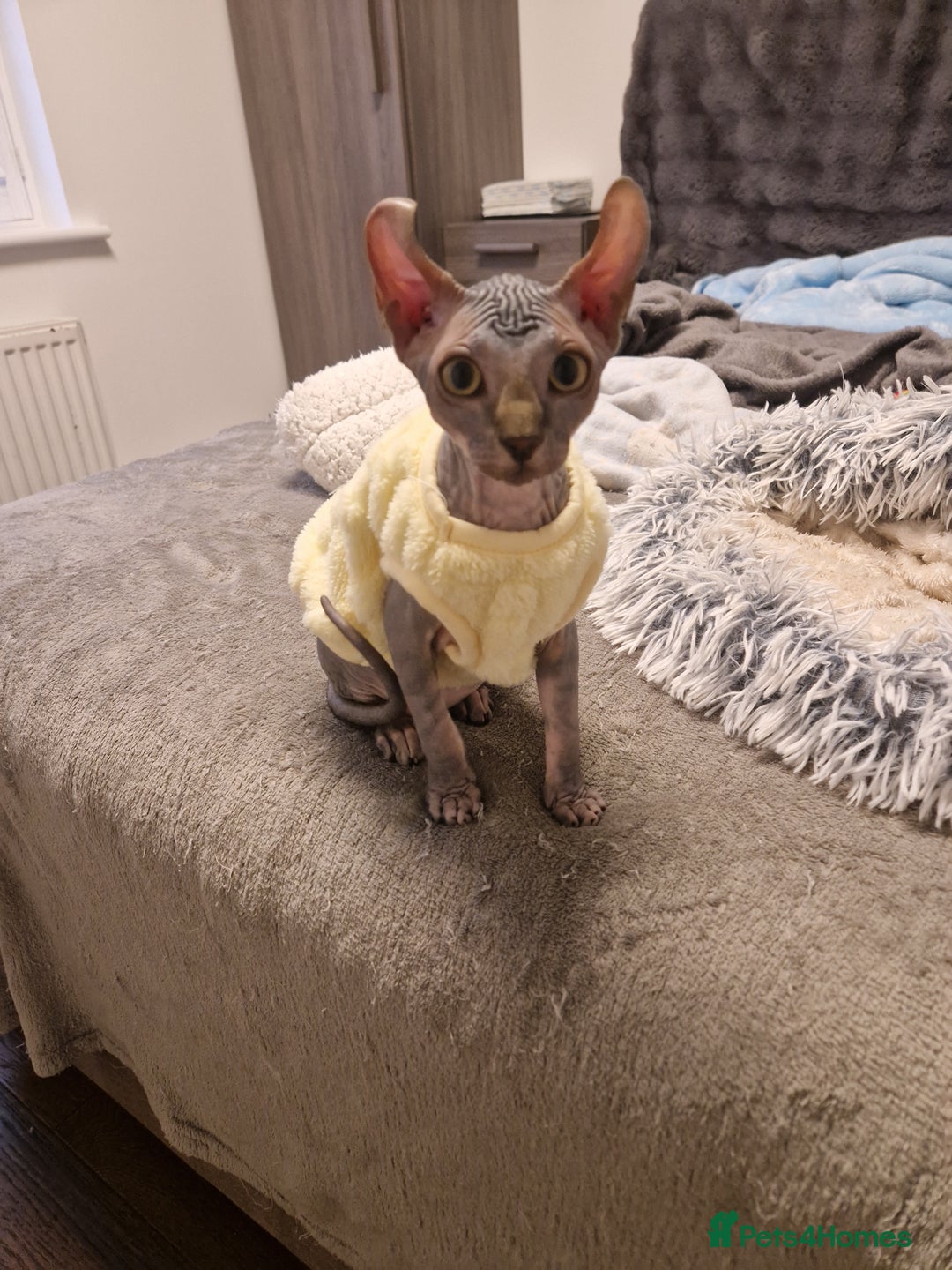 Sphynx cats for sale: Health checked fully vaccinated amazing kittens  - Image 1