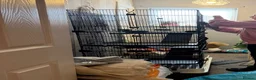 Ferret rodents for sale: 2 male 13 week old ferrets & cage - Advert 5
