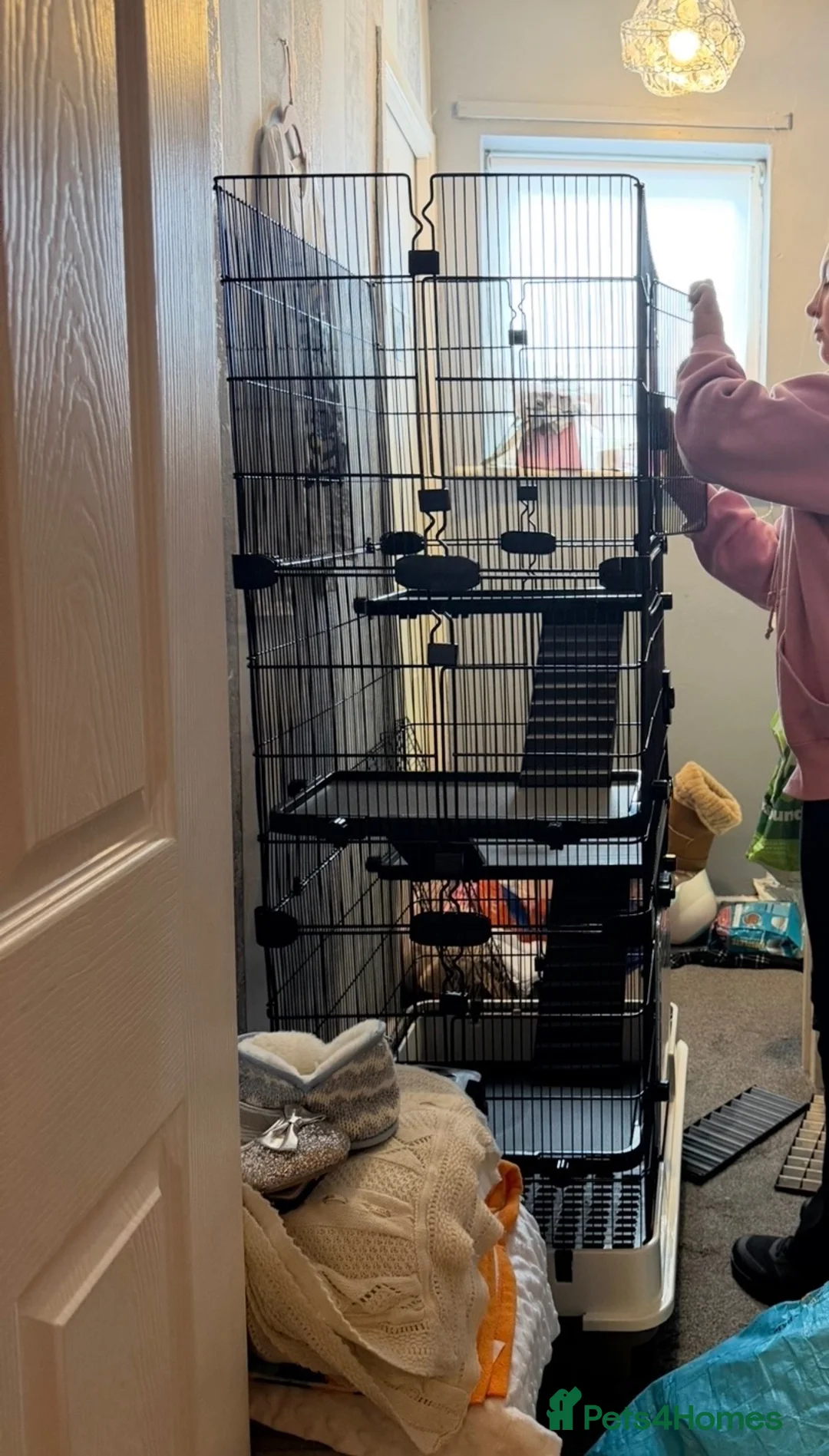 Ferret rodents for sale: 2 male 13 week old ferrets & cage - Advert 5