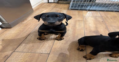 Dobermann dogs - Advert 4