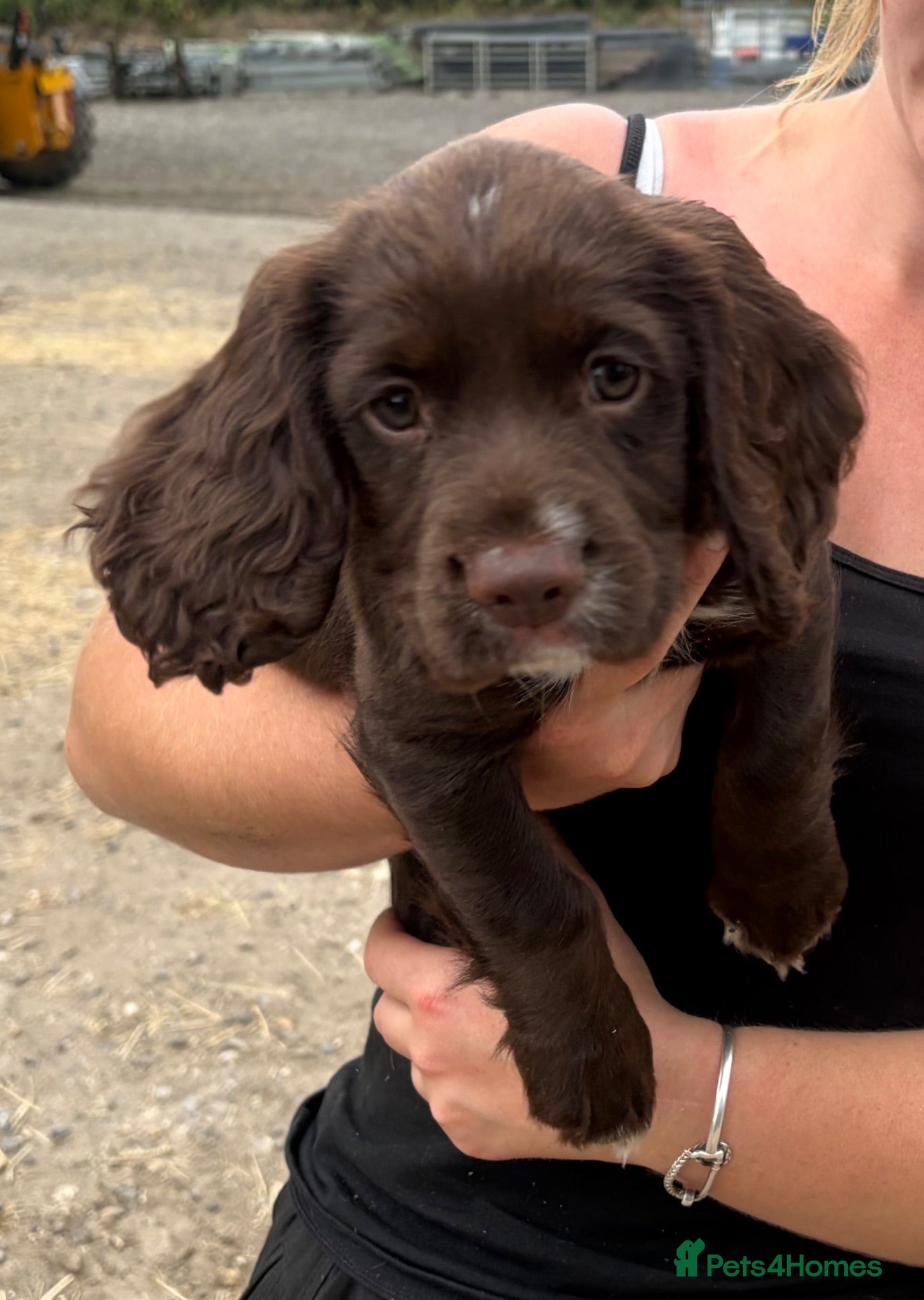 Cocker Spaniel dogs Working cocker spaniel puppies  - Advert 1