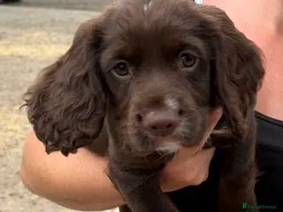 Cocker Spaniel dogs Working cocker spaniel puppies - Advert 1