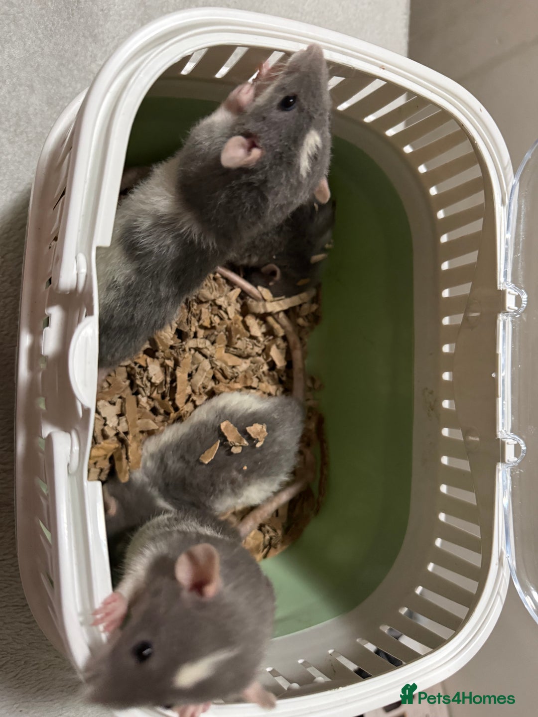 Rat rodents for sale: 4 male jumbo rats  - Advert 6