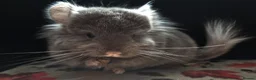 Chinchilla rodents for sale: A verity of Chinchillas rpa/rpac - Advert 29