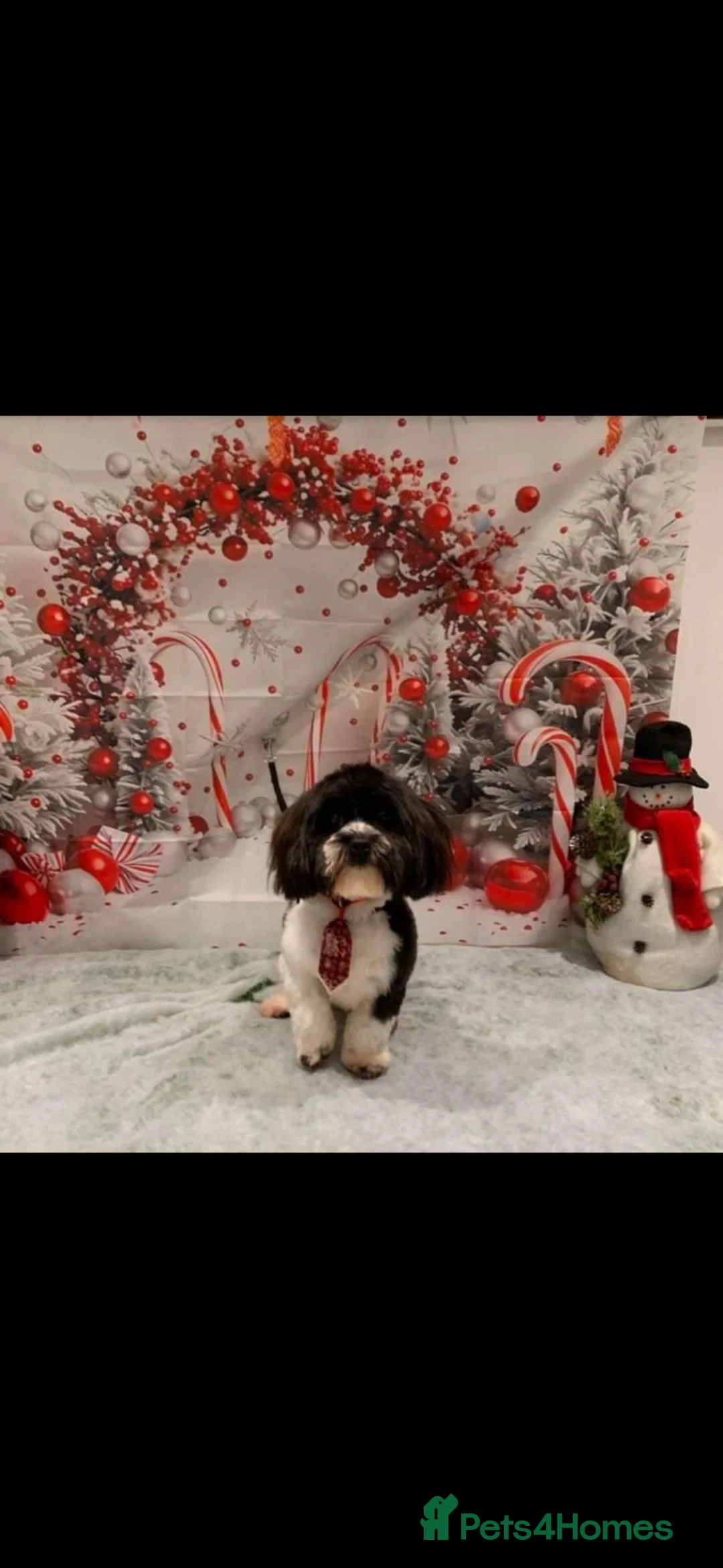 Shihpoo dogs for sale: ****Shihpoo for sale**** - Advert 2