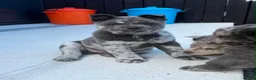 Chow Chow dogs for sale: Stunning Exotic colour chowski puppies for sale - Advert 11