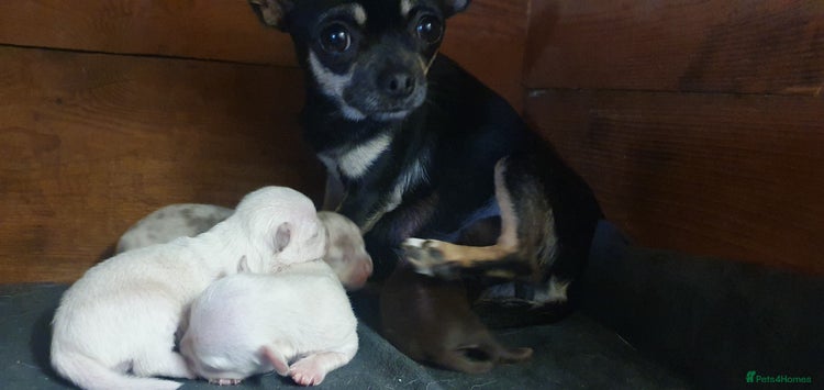 Chihuahua dogs - Advert 1