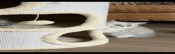 Persian cats for sale: Beautiful Persian Chinchilla Kittens – Ready Now - Advert 4