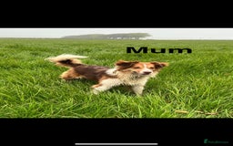 Bordoodle dogs for sale: Adorable Bordoodle (collie-poo) pups for sale  - Image 17