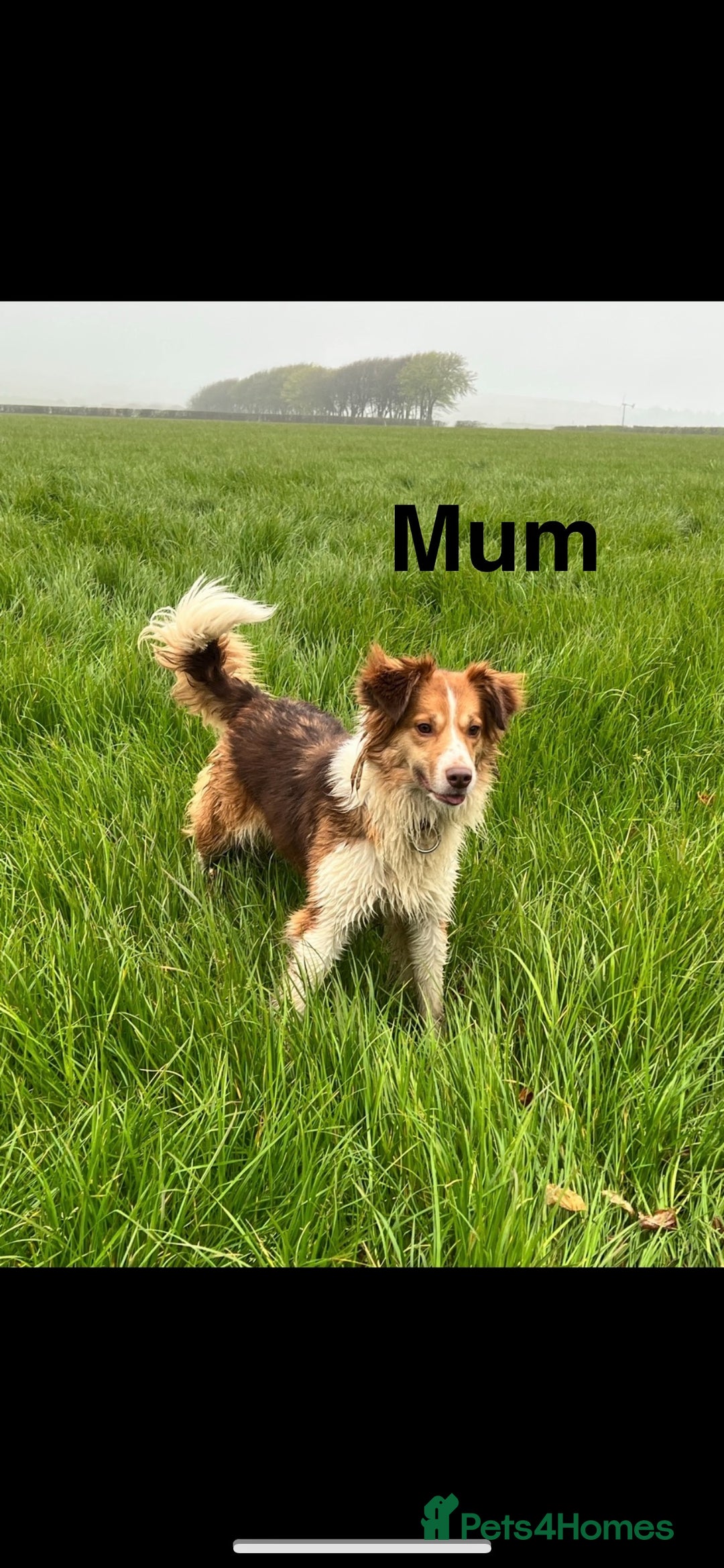 Bordoodle dogs for sale: Adorable Bordoodle (collie-poo) pups for sale  - Image 17