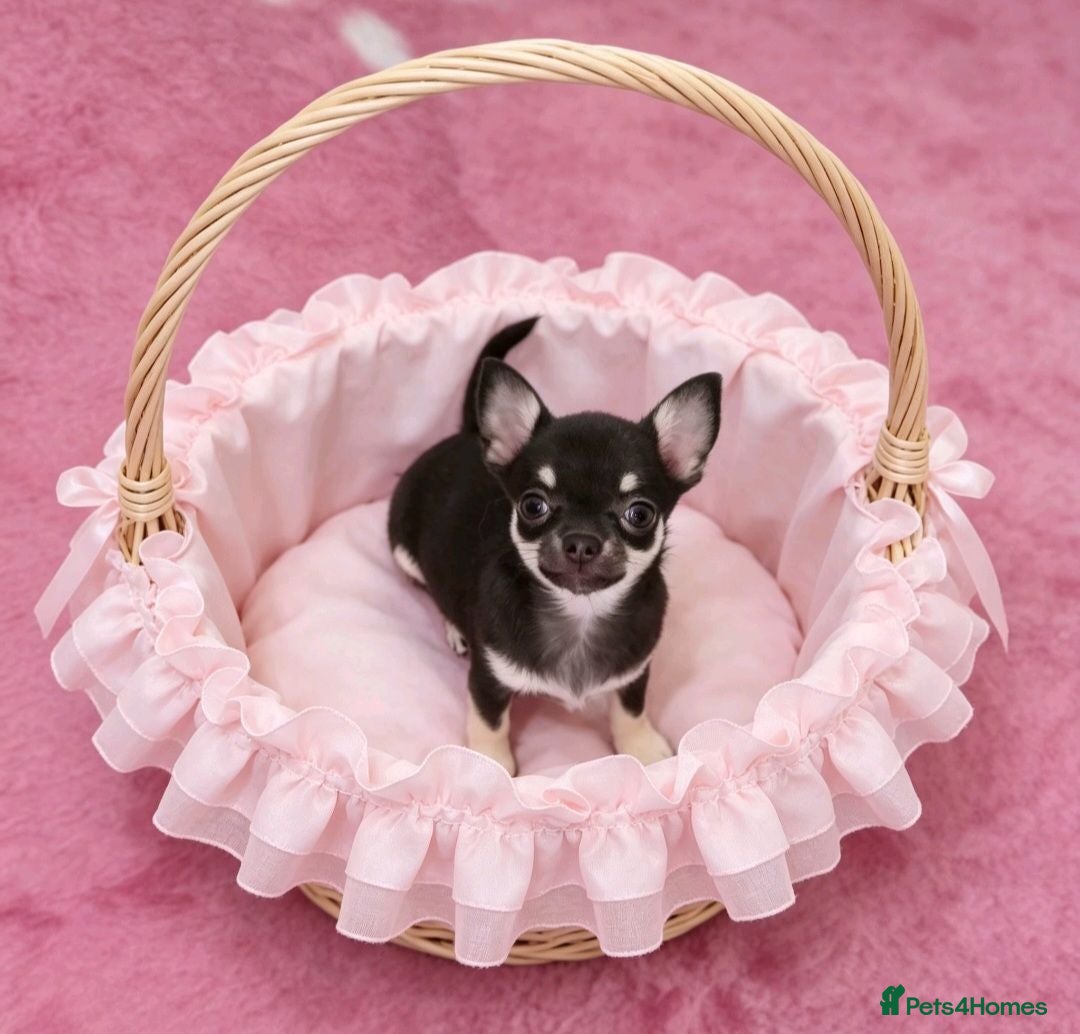 Chihuahua dogs Chocolate boy and girl chihuahua for sale - Advert 1