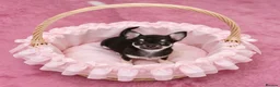 Chihuahua dogs for sale: Chocolate boy and girl chihuahua for sale - Advert 1