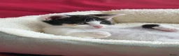 Mixed Breed cats for sale: Gorgeous playful female kitten tricolour/calico in Swansea - Advert 2
