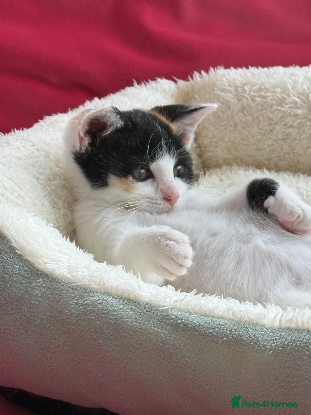 Mixed Breed cats for sale: Gorgeous playful female kitten tricolour/calico in Swansea - Advert 2