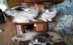 Ragdoll cats for sale: Maincoon ×Ragdoll (Ragcoon) kittens  - Image 14