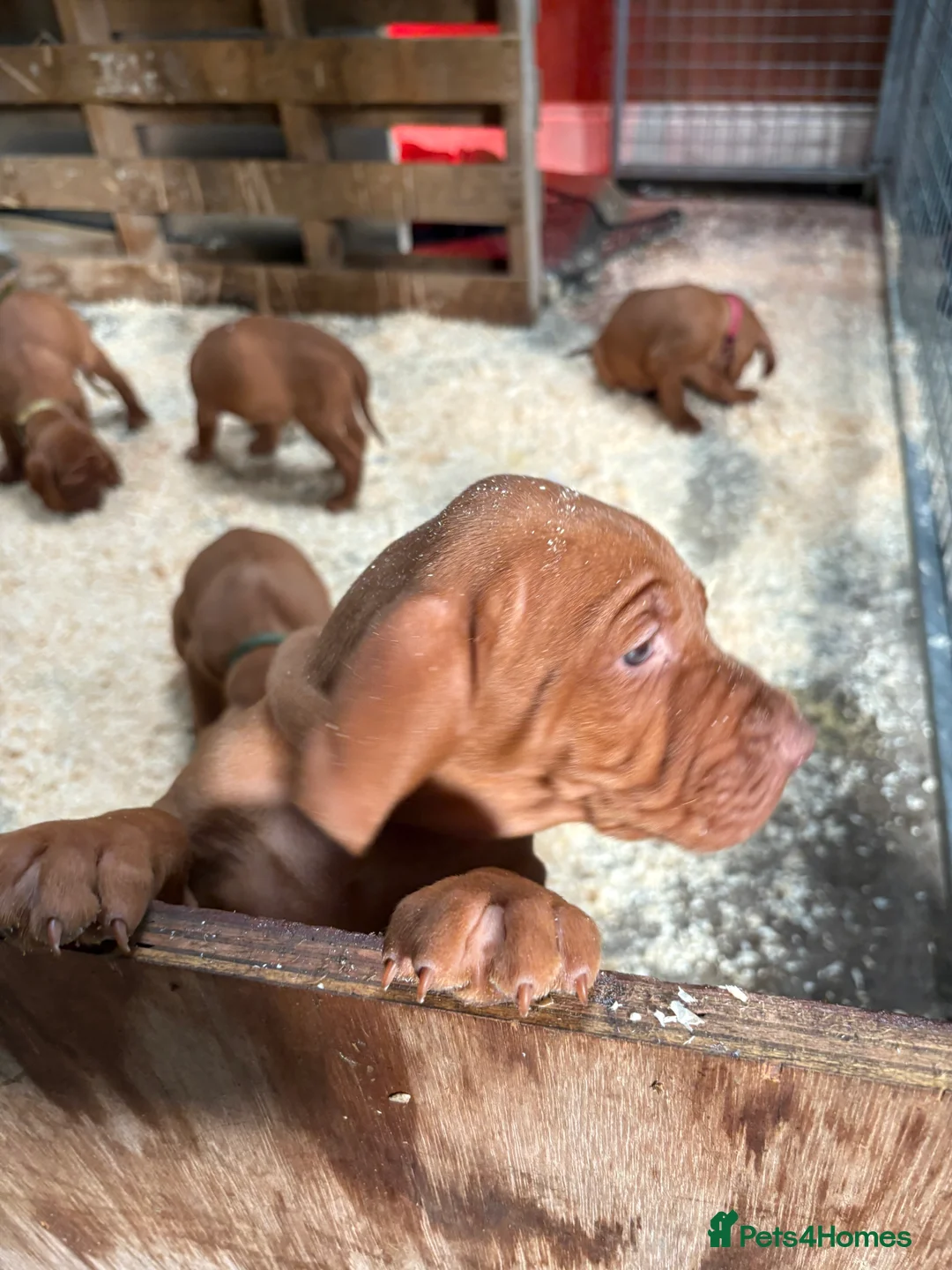Hungarian Vizsla dogs for sale: Pedigree Hungarian Vizsla  in Newry - Advert 5