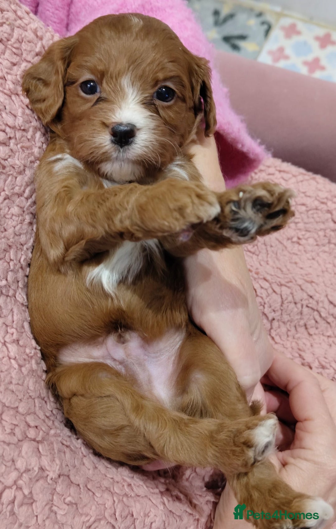 Cavapoo dogs for sale: Amazing quality cavapo litter  - Advert 19