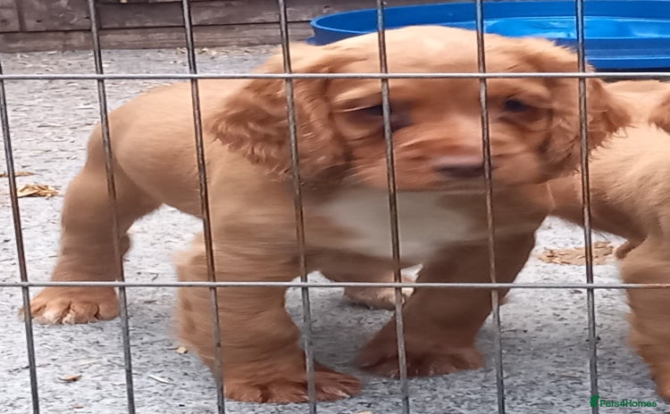 Cocker Spaniel dogs - Advert 12