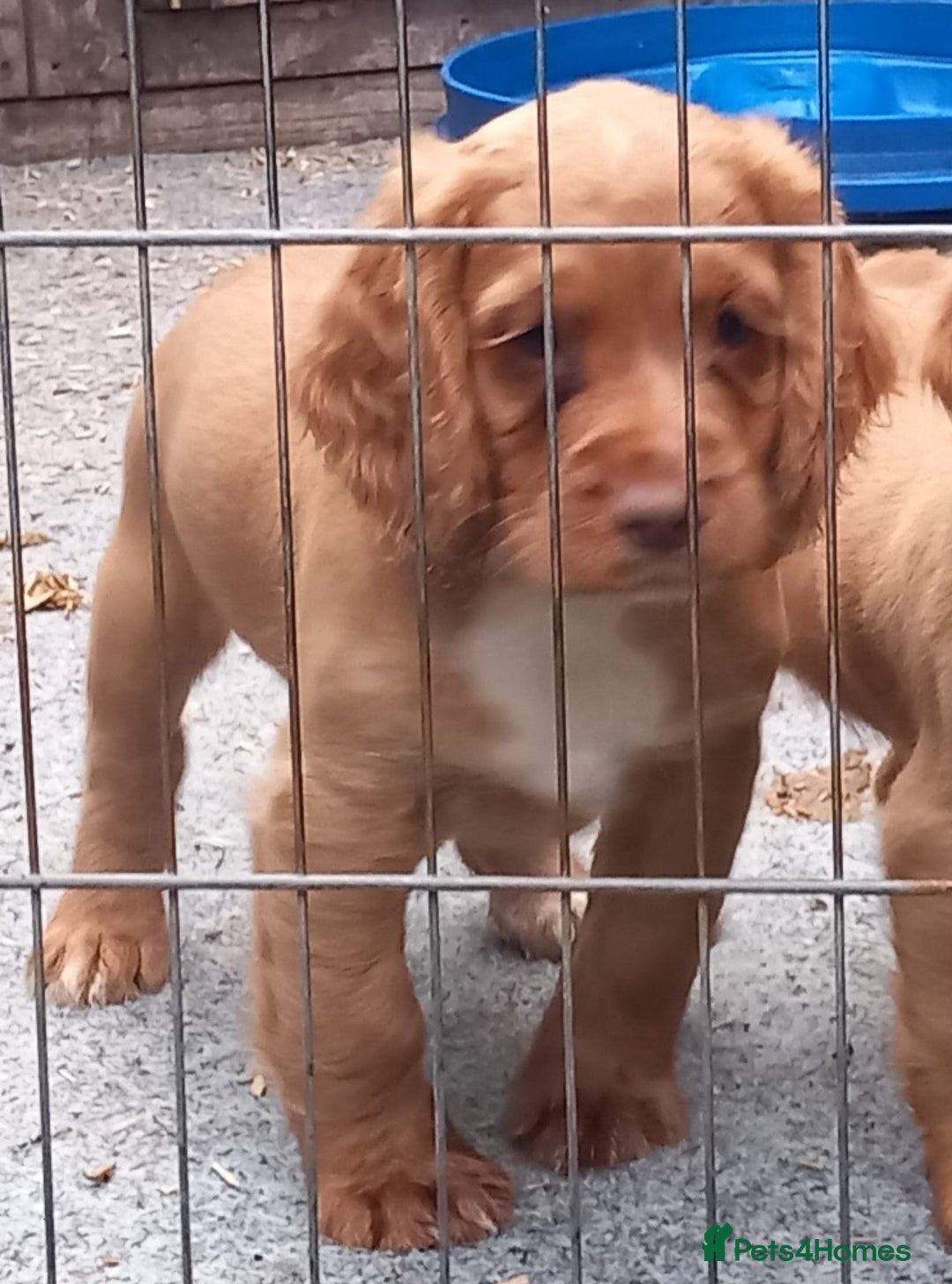 Cocker Spaniel dogs for sale: Beautiful kc reg male cocker spaniel - Image 1