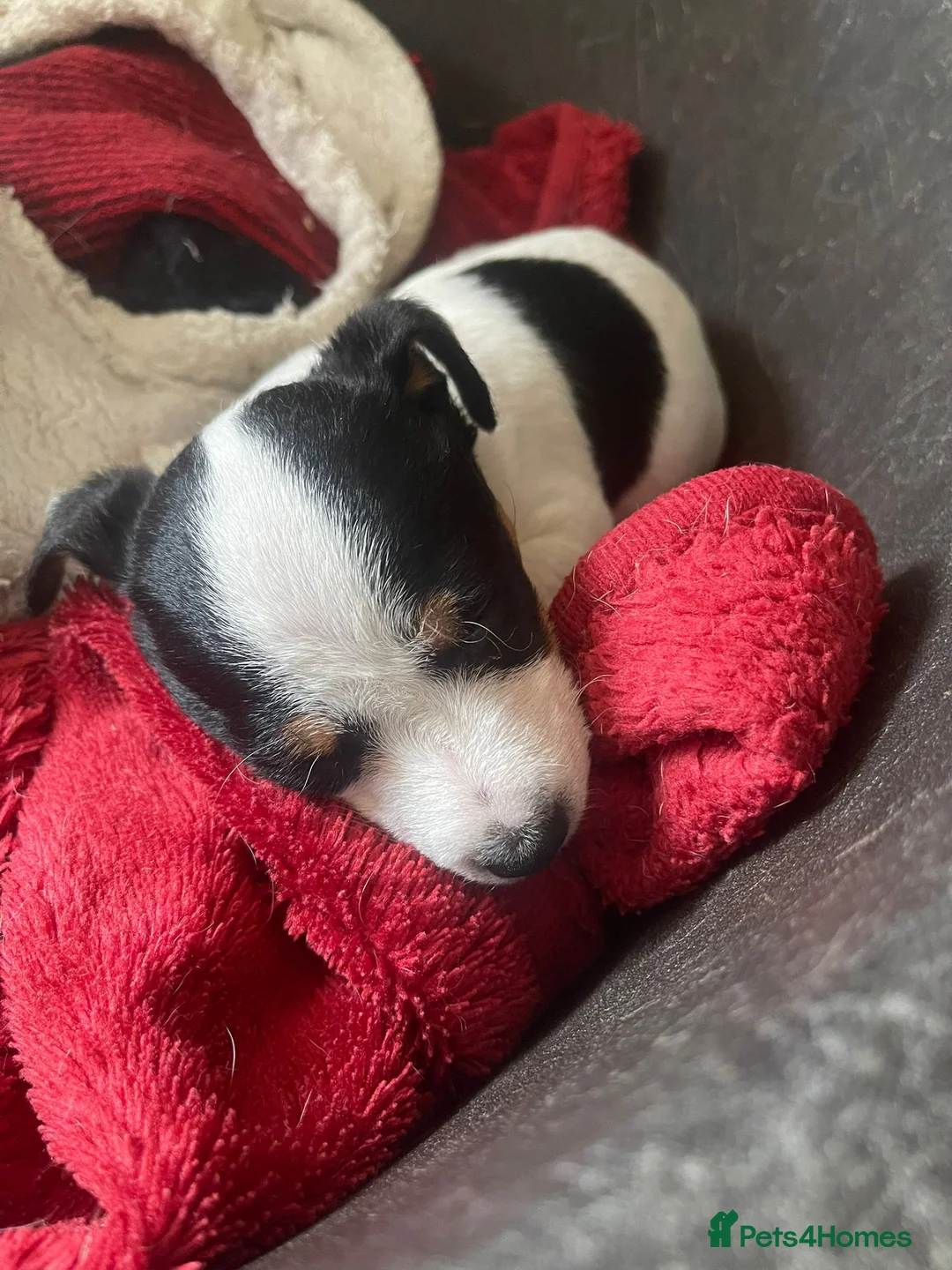 Jack Russell dogs for sale: Traditional short legged jack Russells - Advert 12