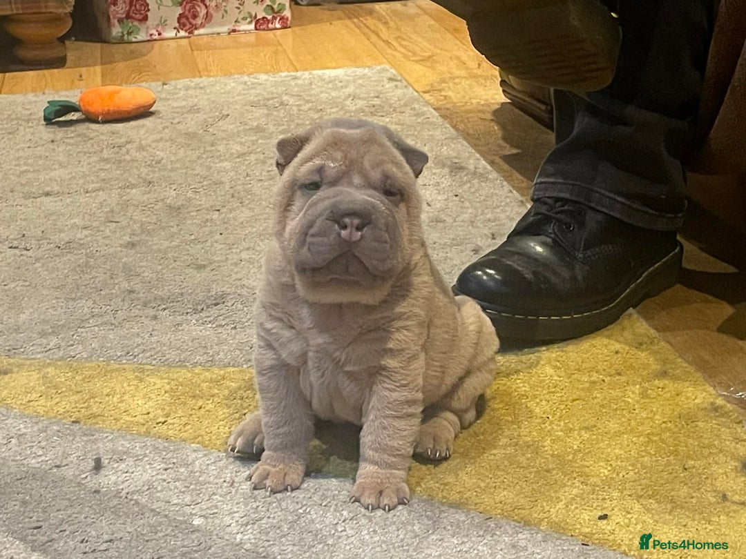 Shar Pei dogs for sale: 4 Shar pei puppies for sale - Advert 6