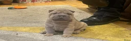 Shar Pei dogs for sale: 4 Shar pei puppies for sale - Advert 6