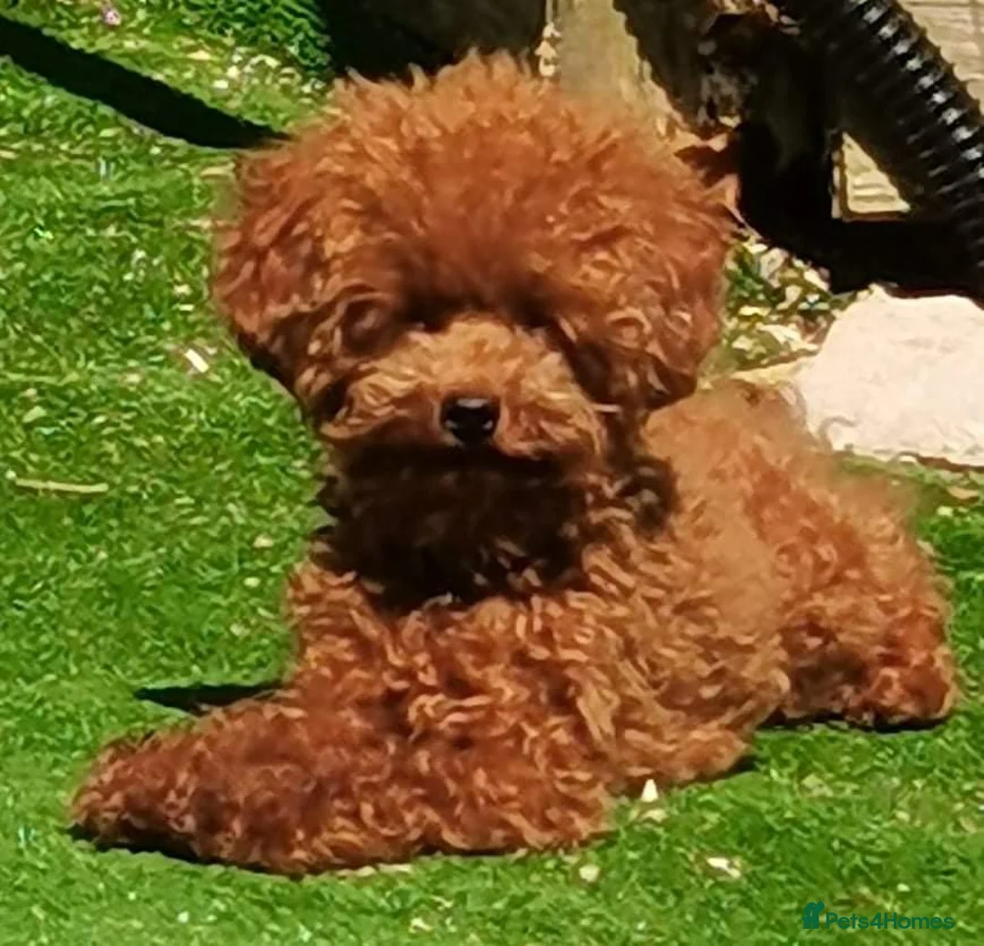 Gallery Image {{count}}