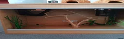 Mixed Breed reptiles for sale: Snake tank vivarium 3ft in Rainham - Advert 3
