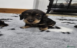 Dachshund dogs for sale: Kc wirehaired daschund puppies  - Image 22