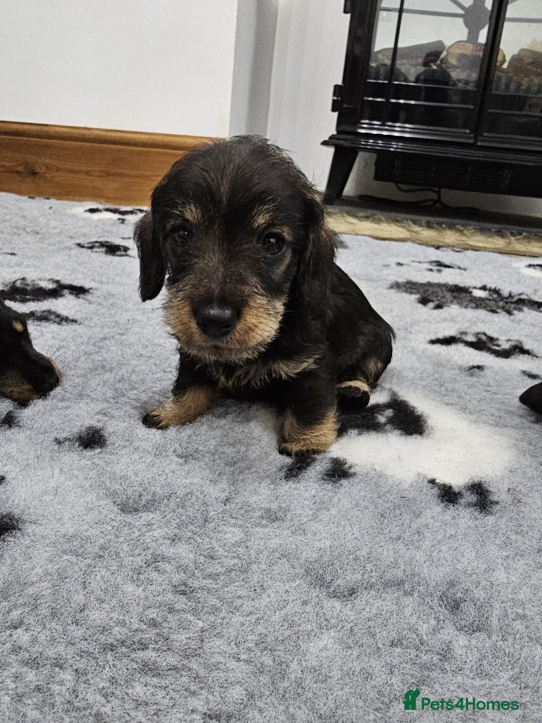 Dachshund dogs for sale: Kc wirehaired daschund puppies  - Image 22