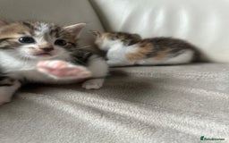 Mixed Breed cats for sale: Mixed kittens for sale  - Image 2