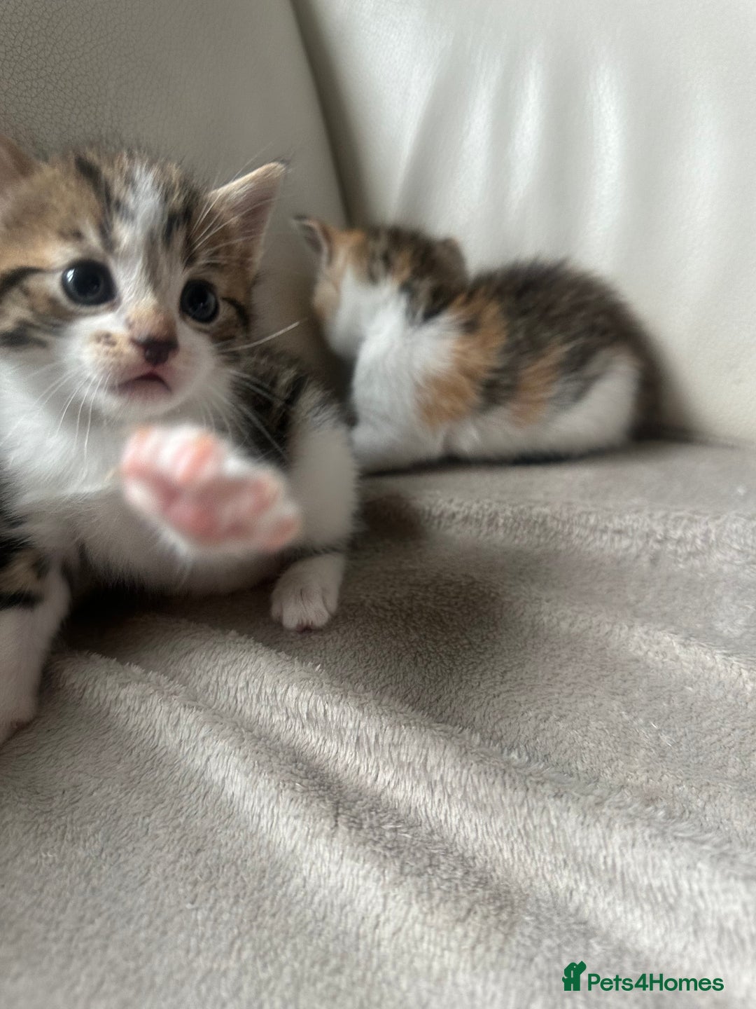 Mixed Breed cats for sale: Mixed kittens for sale  - Image 2