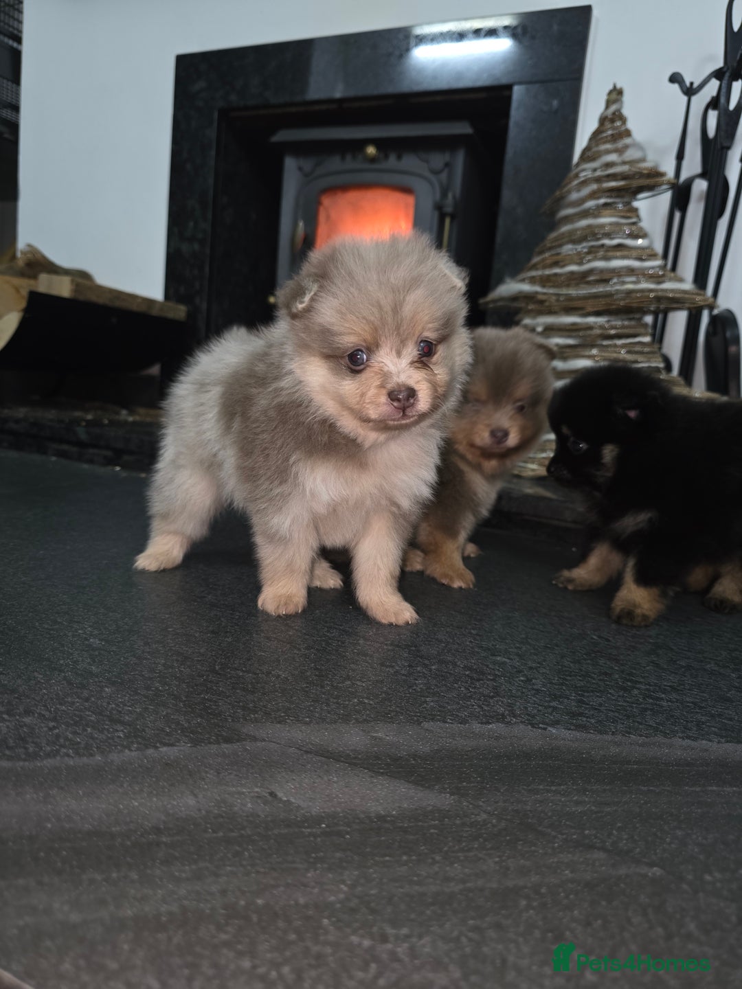 Pomeranian dogs for sale: Beautiful pomeranian puppies  - Advert 7