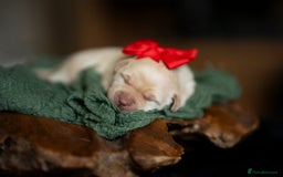 Labrador Retriever dogs for sale: Chunky KC Registered Labrador puppies - Image 7