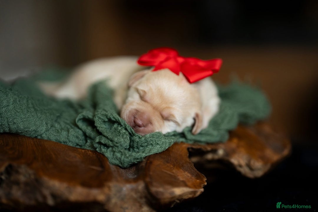 Labrador Retriever dogs for sale: Chunky KC Registered Labrador puppies - Image 7