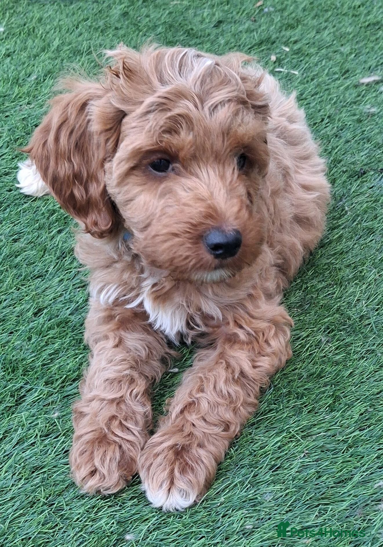 Cockapoo dogs ** BEAUTIFUL LITTER OF COCKAPOO PUPPIES ** - Advert 2