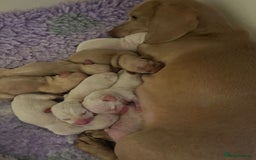 Miniature Dachshund dogs for sale: Quality Miniature Dachshund - Smooth Creams - Image 20