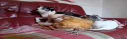 Chickens poultry for sale: Indoor Therapy Serama Hen -  Highly Tame - Advert 12